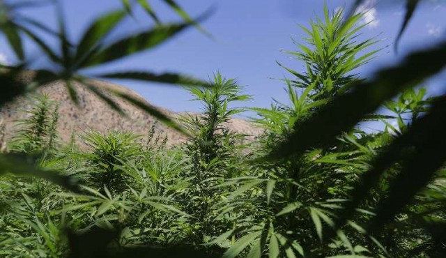 OMS recomienda revisar presencia del cannabis dentro de la lista de drogas peligrosas