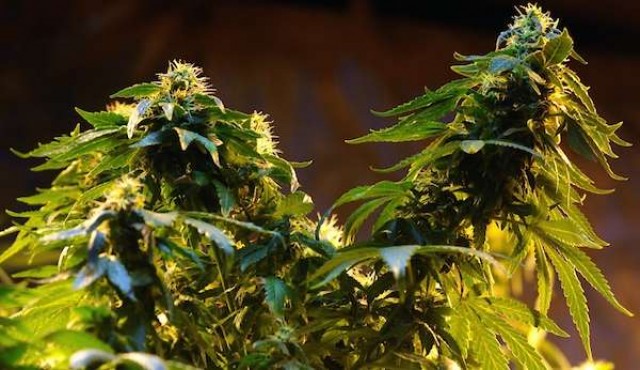 Empresas de cannabis no piden nada, “solo exportar”