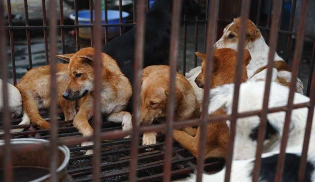 Hanói insta a sus habitantes a dejar de comer carne de perro​