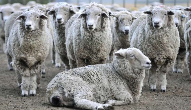 Nuevos mercados se interesan por carne ovina con hueso producida en “compartimentos de bioseguridad”