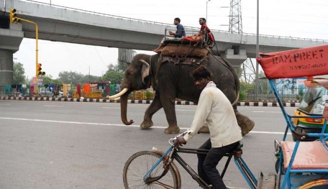 Los últimos elefantes de Nueva Delhi son obligados a abandonar las calles de la ciudad