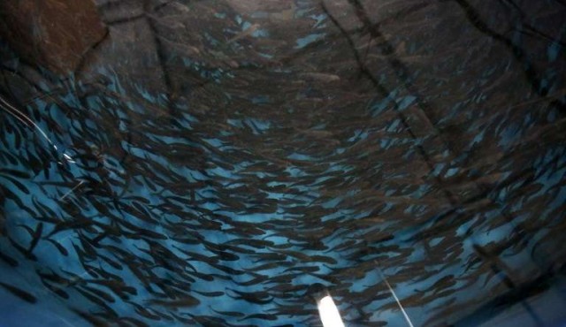 Producción de peces: una forma de aumentar el consumo de “un alimento esencial”