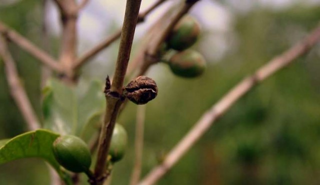 El café, un comercio poco justo en período de crisis