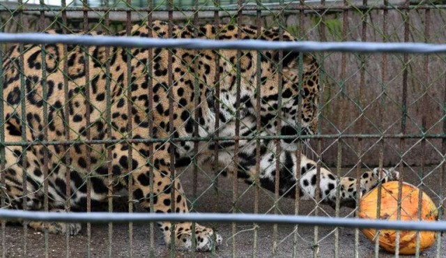 Un zoológico fundado por narcos hondureños en crisis por falta de recursos