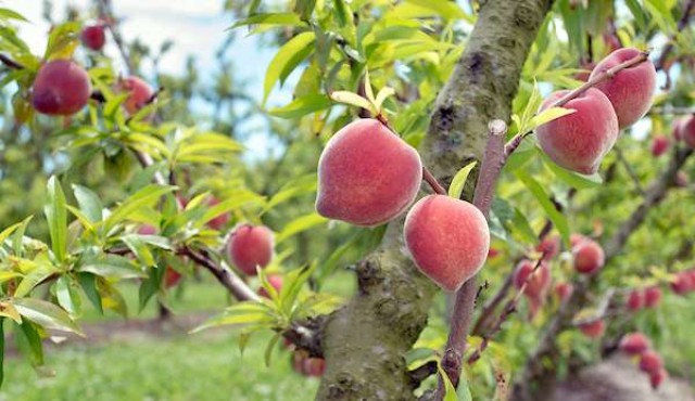 La desaparición del gusano de la fruta