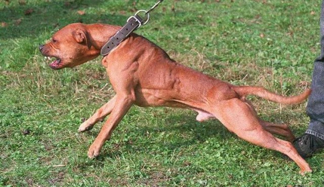 Reclaman exigir permiso para la tenencia de “perros potencialmente peligrosos”