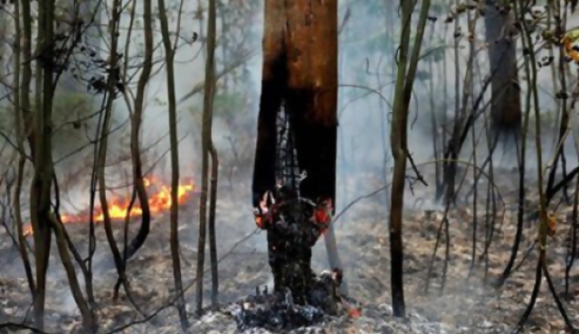 Rusia: incendios bajan a la mitad