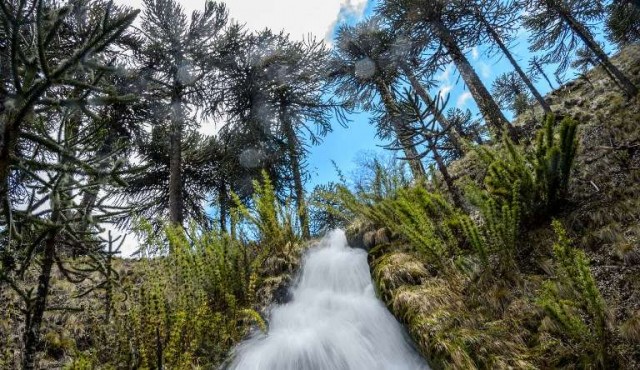 Los bosques chilenos de araucarias en peligro de extinción
