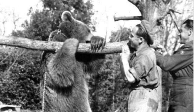 Un “oso soldado” de la Segunda Guerra Mundial, héroe de un film de animación