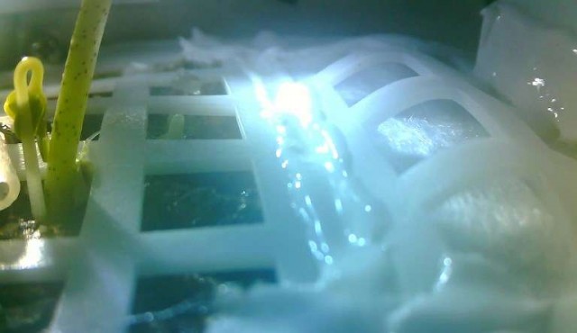 Germina en la Luna una semilla de algodón transportada por sonda china