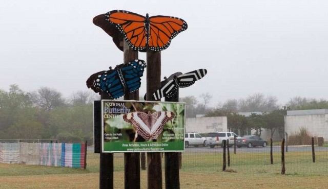 Las mariposas, inesperadas víctimas del muro de Trump​