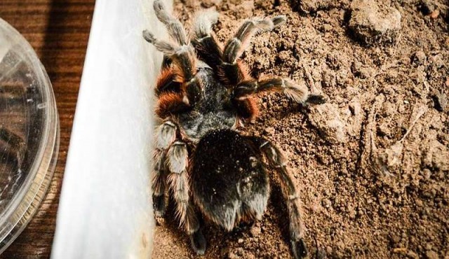 Arañas y escorpiones en Uruguay: poco peligrosos y muy útiles