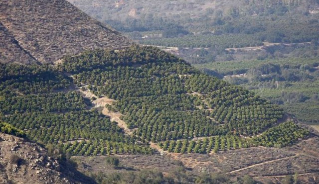 El furor de la palta, “oro verde” de América latina, preocupa en EEUU y Europa