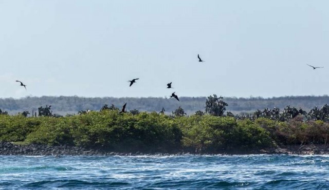 Casi 1.600 especies han sido introducidas en el frágil ecosistema de Galápagos​