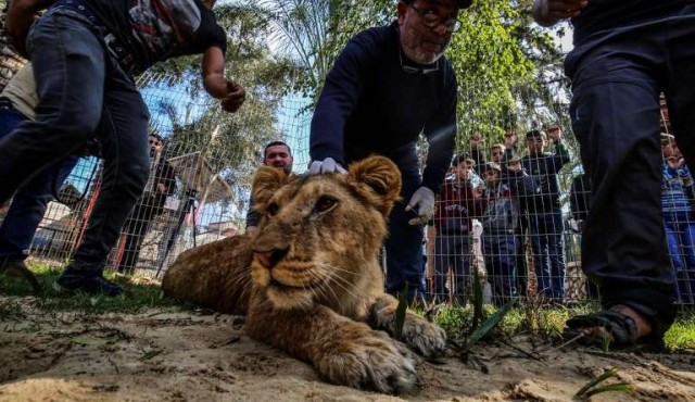  :: La preocupante moda de los cachorros de león y de tigre