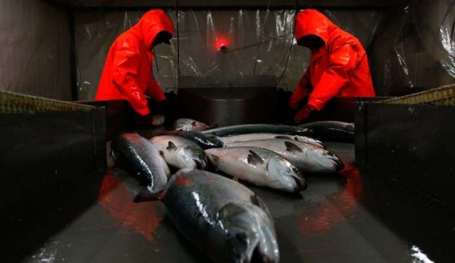 Importación de salmón creció de 36 a 700 toneladas en diez años