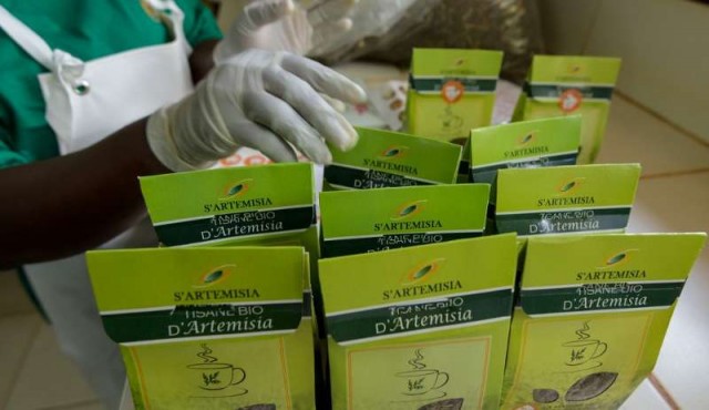 Artemisa, “producto milagroso” contra la malaria que preocupa a científicos