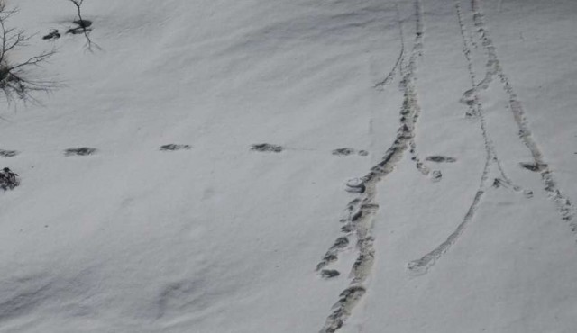 Ejército indio publicó fotos de “huellas” del Yeti