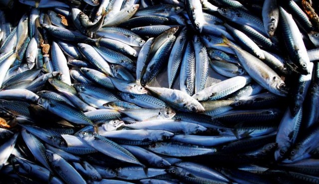 Los océanos están amenazados por la sobrepesca