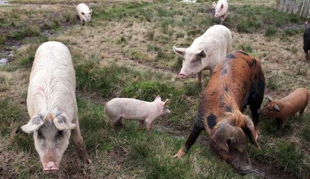 “Coman carne de cerdo”