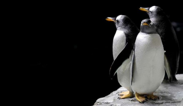 La vida prospera en la Antártida gracias al excremento de pingüinos y focas​