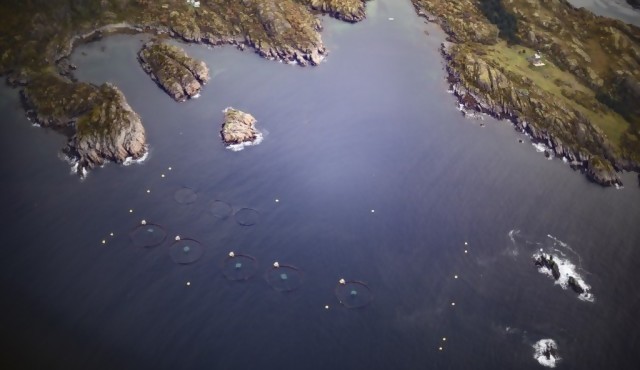 Un alga tóxica diezma criaderos de salmones en Noruega