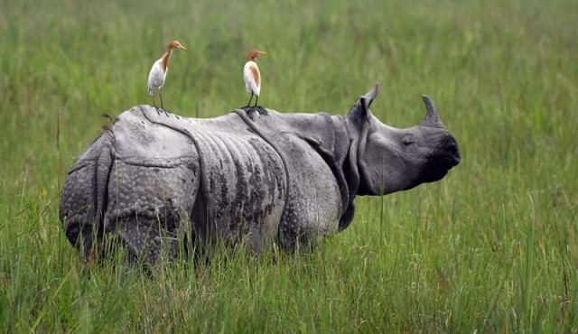 Rinocerontes en peligro de extinción mueren en inundaciones en India​