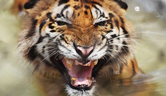 Población de tigres salvajes en India creció 30% en cuatro años, según censo​