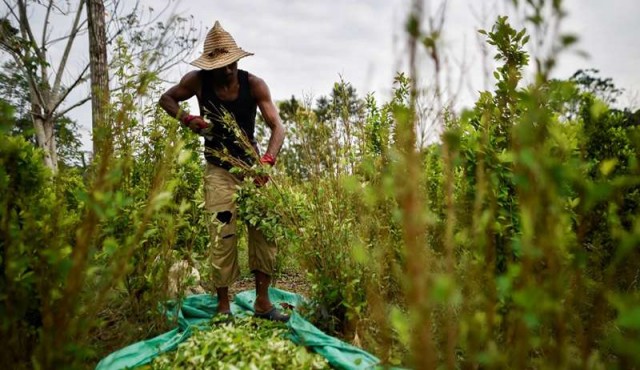Cultivos de coca bajan en Colombia en 2018 pero siguen en máximos, según ONU