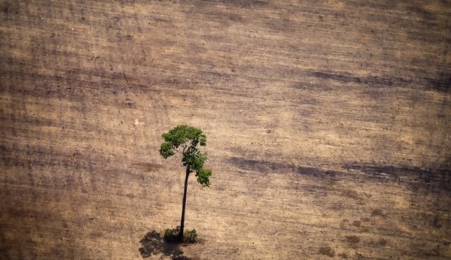 Brasil concentró en 2019 la mayor pérdida de bosques inexplotados