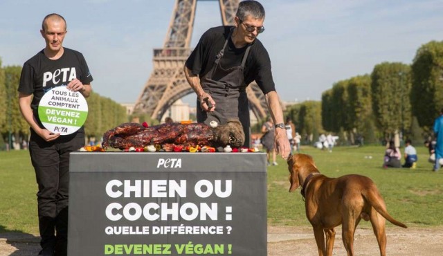“Perro o cerdo: ¿cuál es la diferencia? ¡Hágase vegano!”