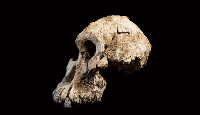 Encuentran en Etiopía cráneo de homínido de 3,8 millones de años de edad​