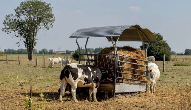 En Francia, vacas con baja emisión de carbono para ayudar al planeta
