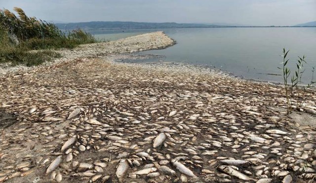 El cambio climático modifica el consumo de pescado en Europa