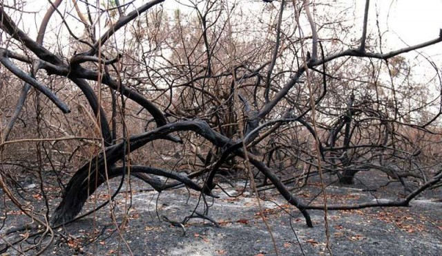 Del yaguareté al oso hormiguero, especies amenazadas por el fuego en Paraguay