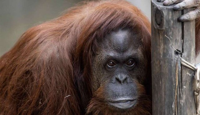 Envían a EEUU a la orangutana reconocida “persona no humana” en Argentina