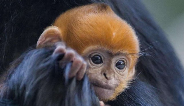 Un mono “increíblemente raro” nació en un zoo de Australia