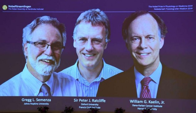 Nobel de Medicina para trío que investigó cómo se adaptan las células al oxigeno
