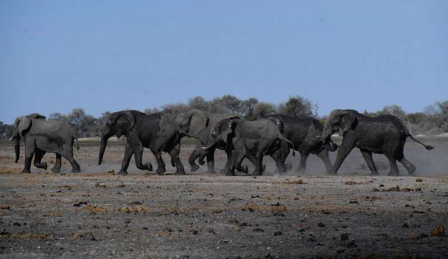Un centenar de elefantes murieron víctimas de la sequía en Botsuana