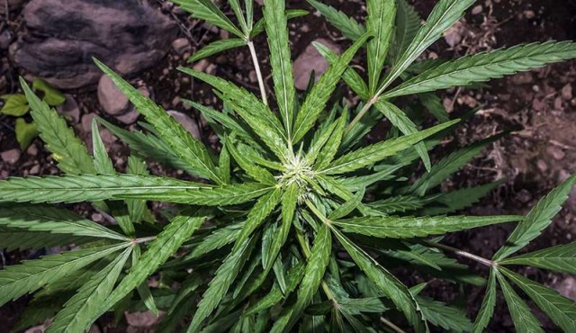 Cannabis, un presunto aliado que inquieta a la ciencia