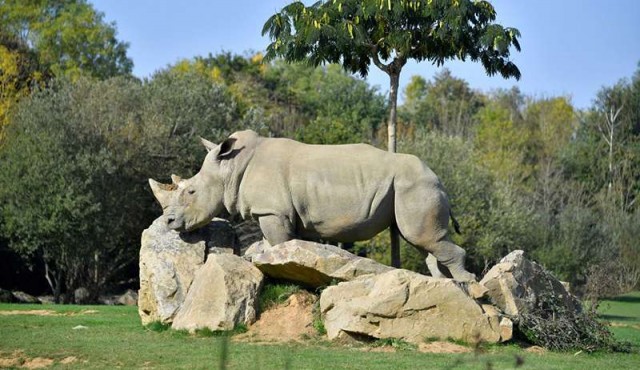 Murió a los 55 años la decana de los rinocerontes blancos en cautividad​