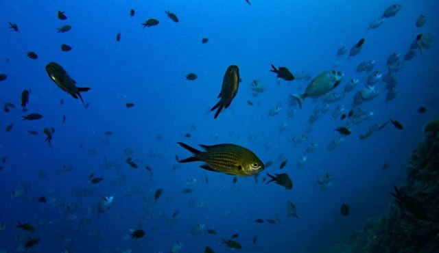 La pérdida de oxígeno se suma a las amenazas para los océanos