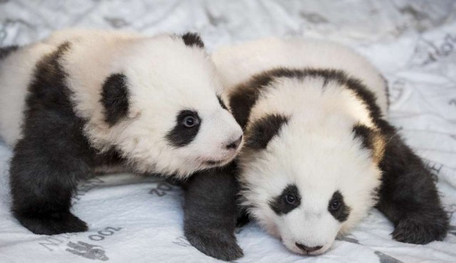 El zoológico de Berlín presentó en sociedad a dos bebés pandas gemelos