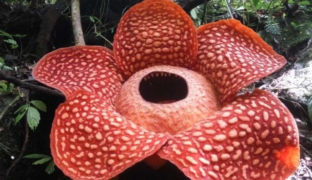 Hallaron en Indonesia la flor más grande del mundo