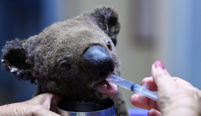 Incendios en Australia mataron a la mitad de los koalas de isla santuario