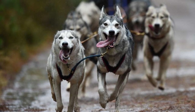 Los perros, al igual que los lobos, cooperan para obtener recompensas