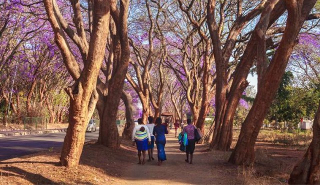 De los 100 países en Montevideo a los jacarandá de Zimbabue