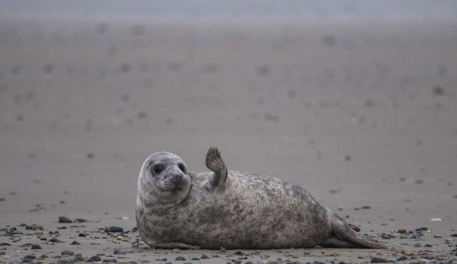 Una isla alemana es cuna de los bebés foca en el mar del Norte