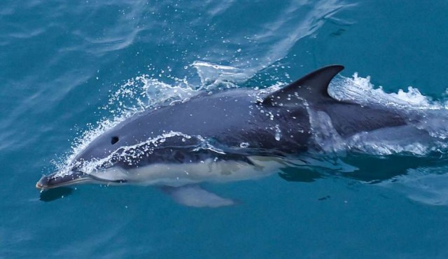 Los delfines, víctimas colaterales de la pesca en el golfo de Vizcaya
