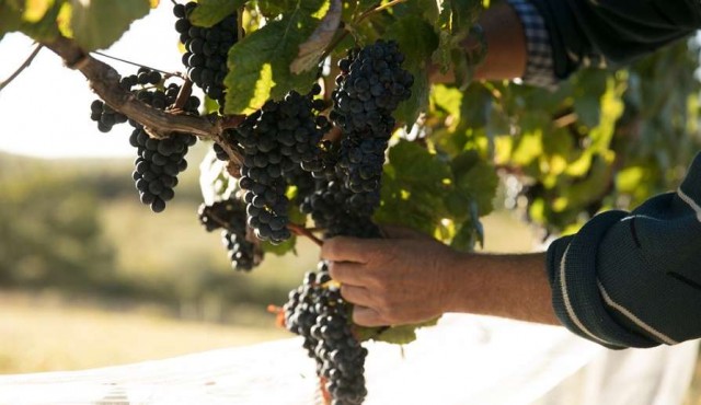 Sacromonte lanza al mercado su vino de alta gama:  con entrega a domicilio